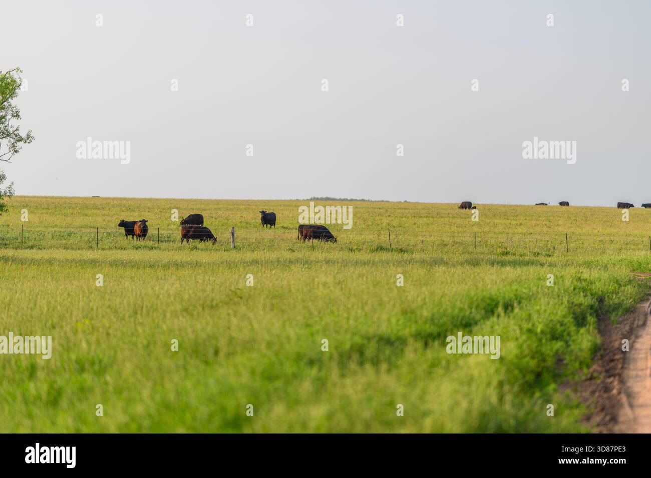 Le mucche pascolano pacificamente in un lussureggiante campo verde, mostrando la tranquillità rurale e l'essenza dell'agricoltura Foto Stock