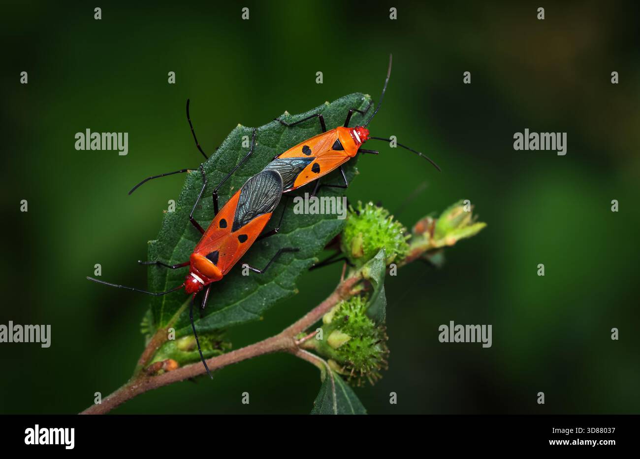 Primo piano di due insetti accoppiati su una foglia. Questa foto macro è stata scattata da Chittagong, Bangladesh. Foto Stock