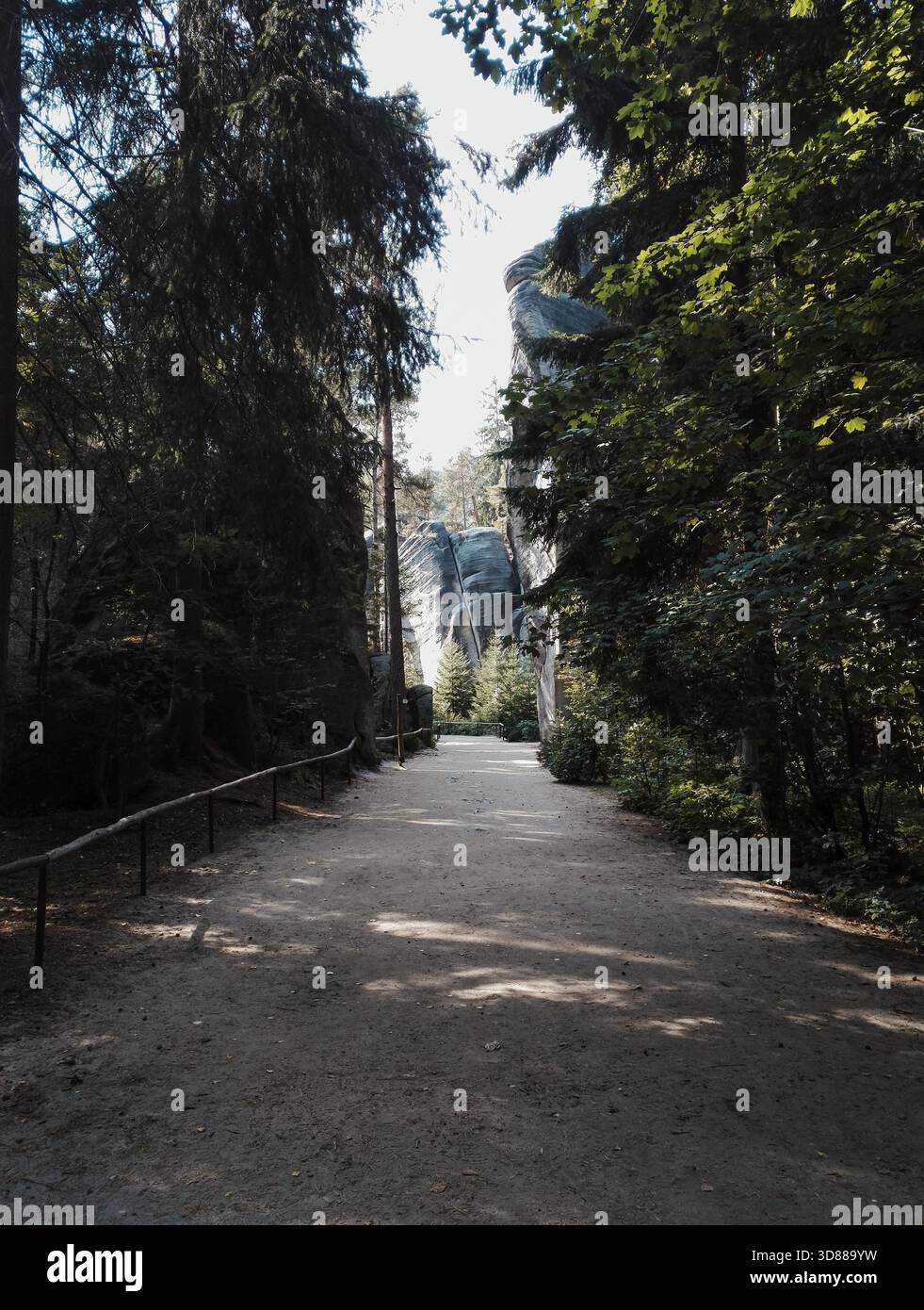 Una vista di una fitta foresta di conifere che si radura con grandi massi muschiati e un tronco di albero morto prominente in mezzo ai pini vivi Foto Stock
