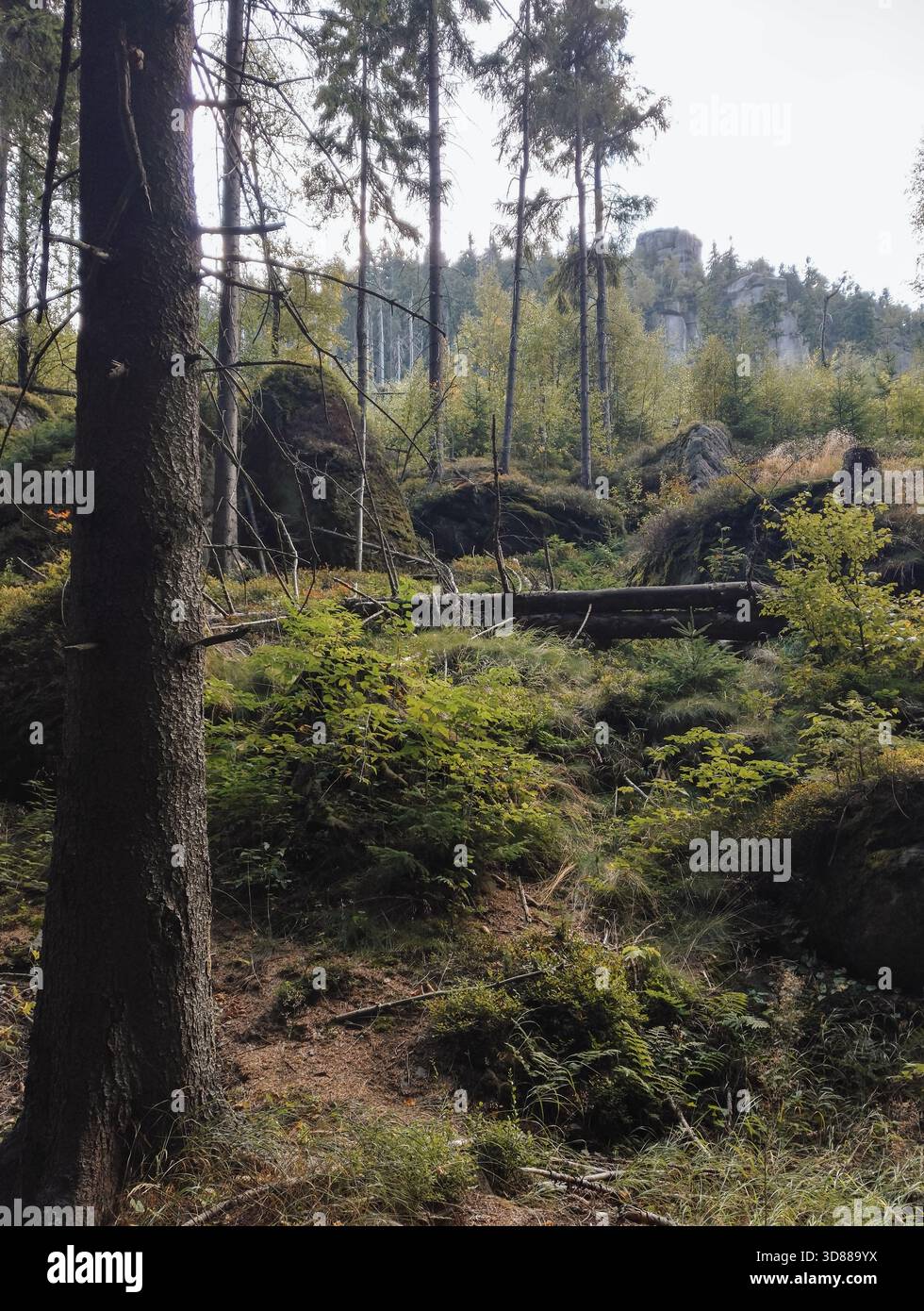 Una vista di una fitta foresta di conifere che si radura con grandi massi muschiati e un tronco di albero morto prominente in mezzo ai pini vivi Foto Stock