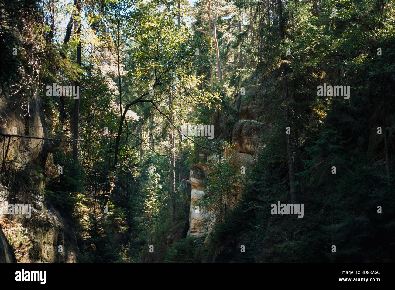 Una vista di una fitta foresta di conifere che si radura con grandi massi muschiati e un tronco di albero morto prominente in mezzo ai pini vivi Foto Stock