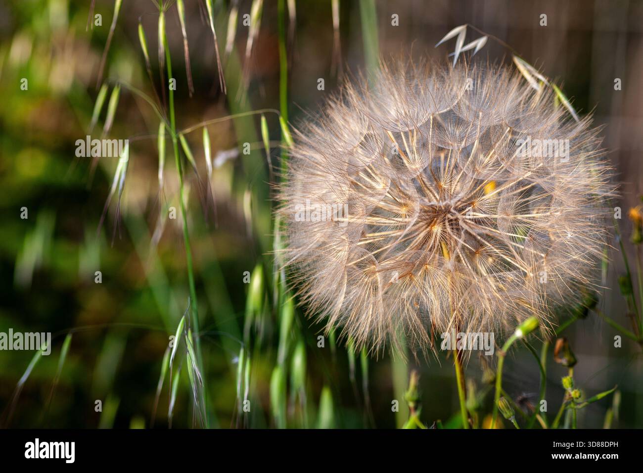 dente di leone, dente di leone, piume, paracadute, pianta, erbacee, proprietà medicinali, estate, campo, prato, Foto Stock