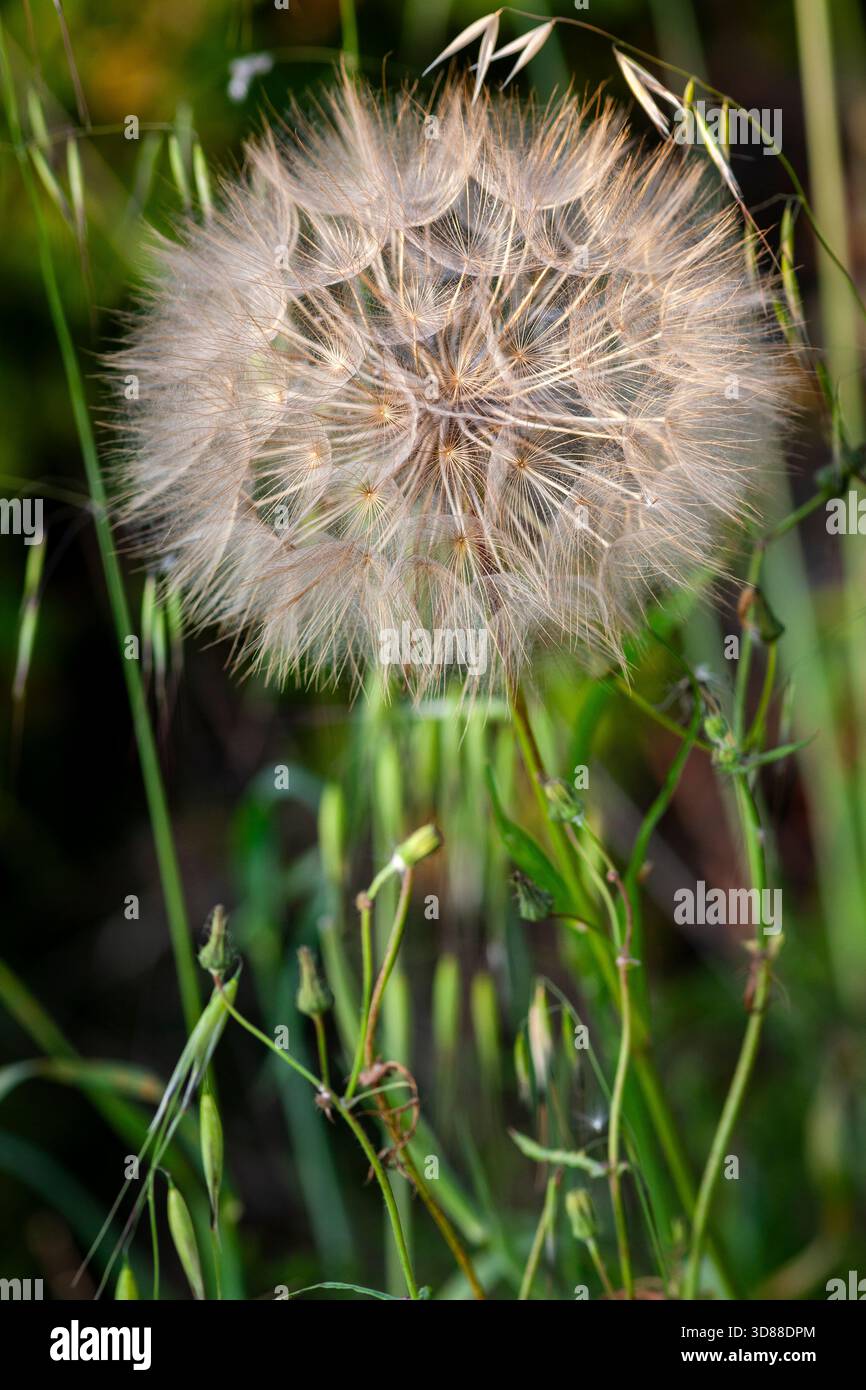 dente di leone, dente di leone, piume, paracadute, pianta, erbacee, proprietà medicinali, estate, campo, prato, Foto Stock