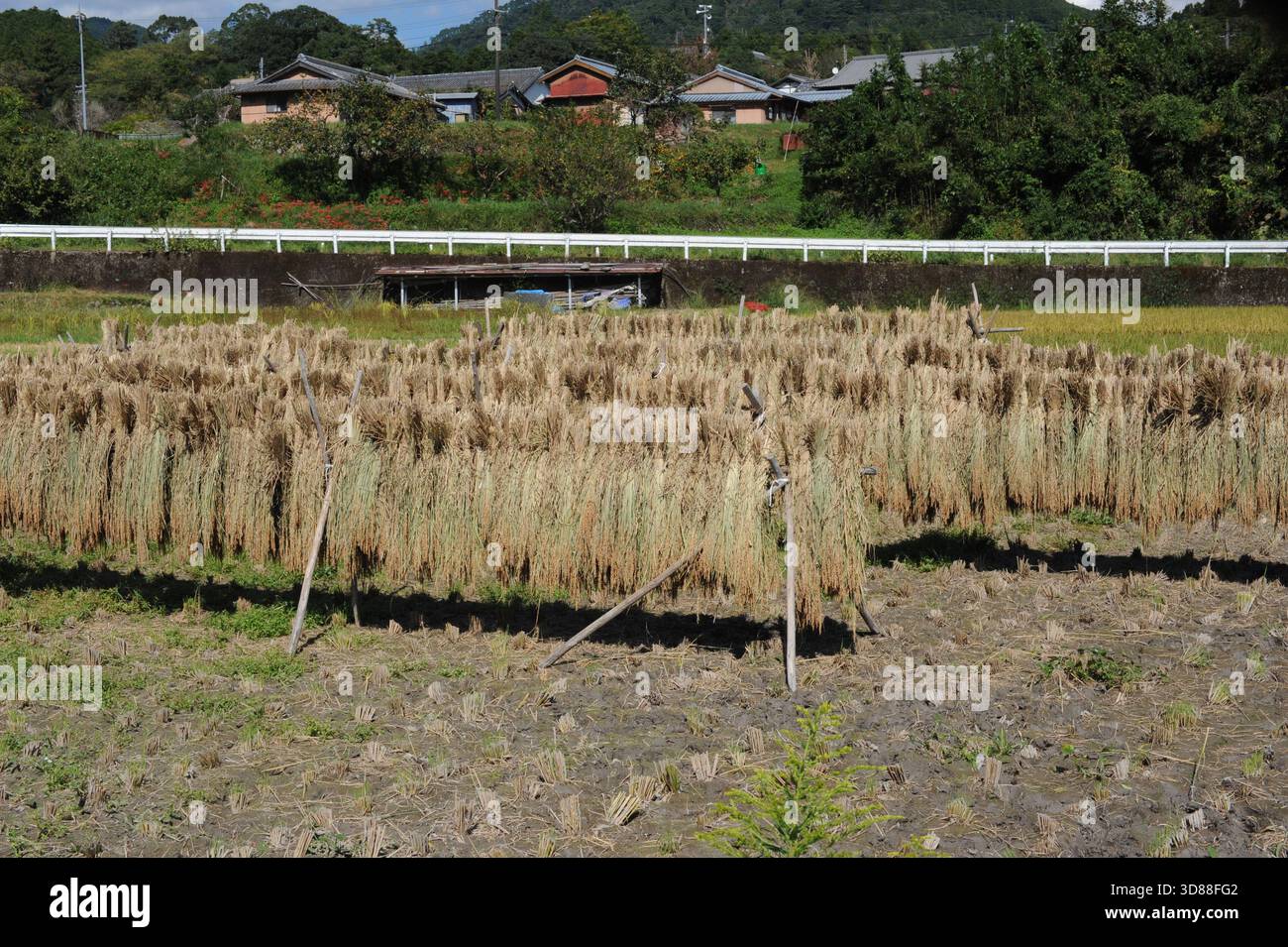 Mucchi di paglia di riso con chicchi di riso essiccati al sole su una risaia o risaia in un villaggio Foto Stock