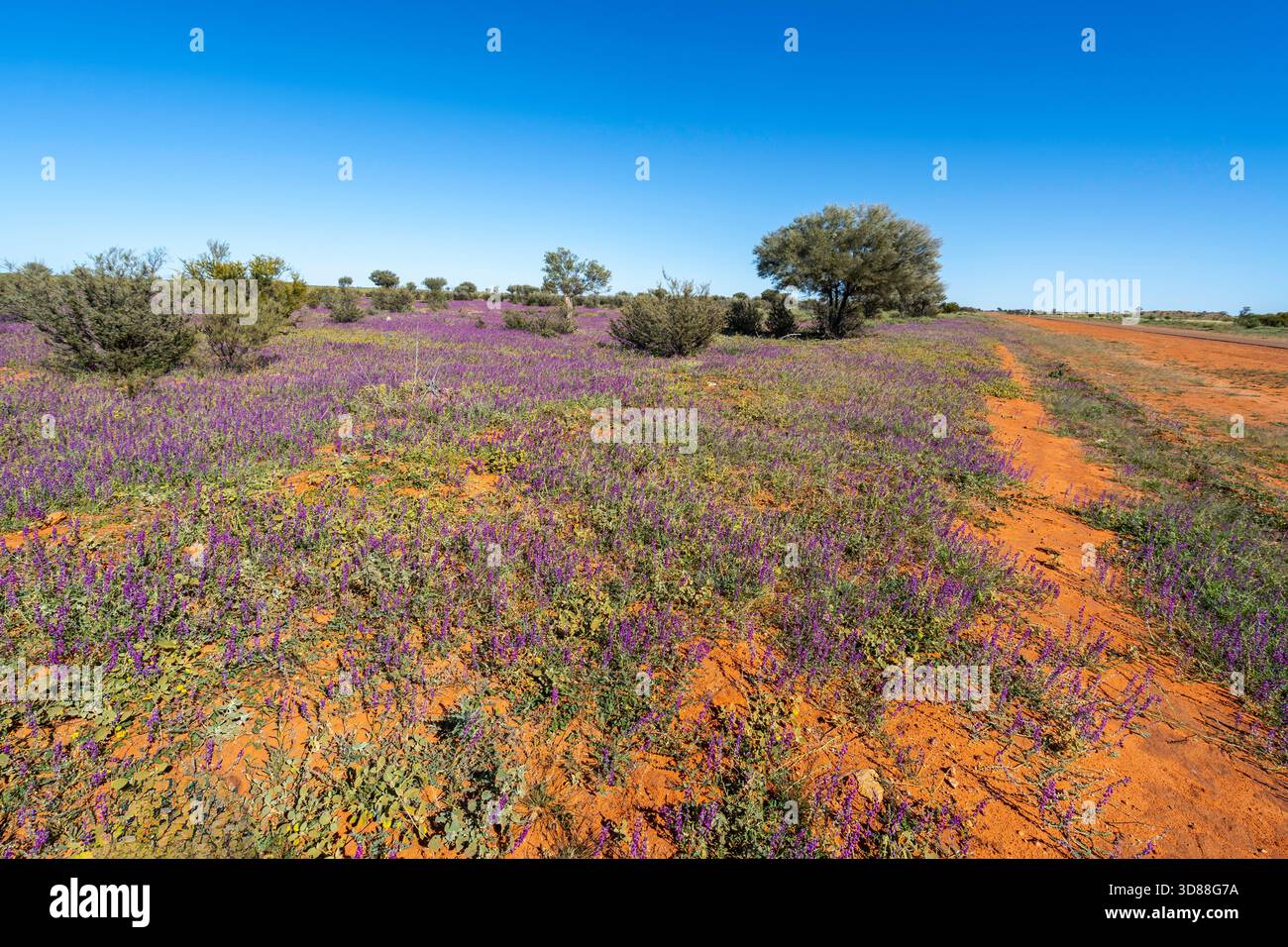 Tappeto di fiori selvatici viola dopo le recenti piogge al di fuori di Windorah, Queensland, Australia Foto Stock