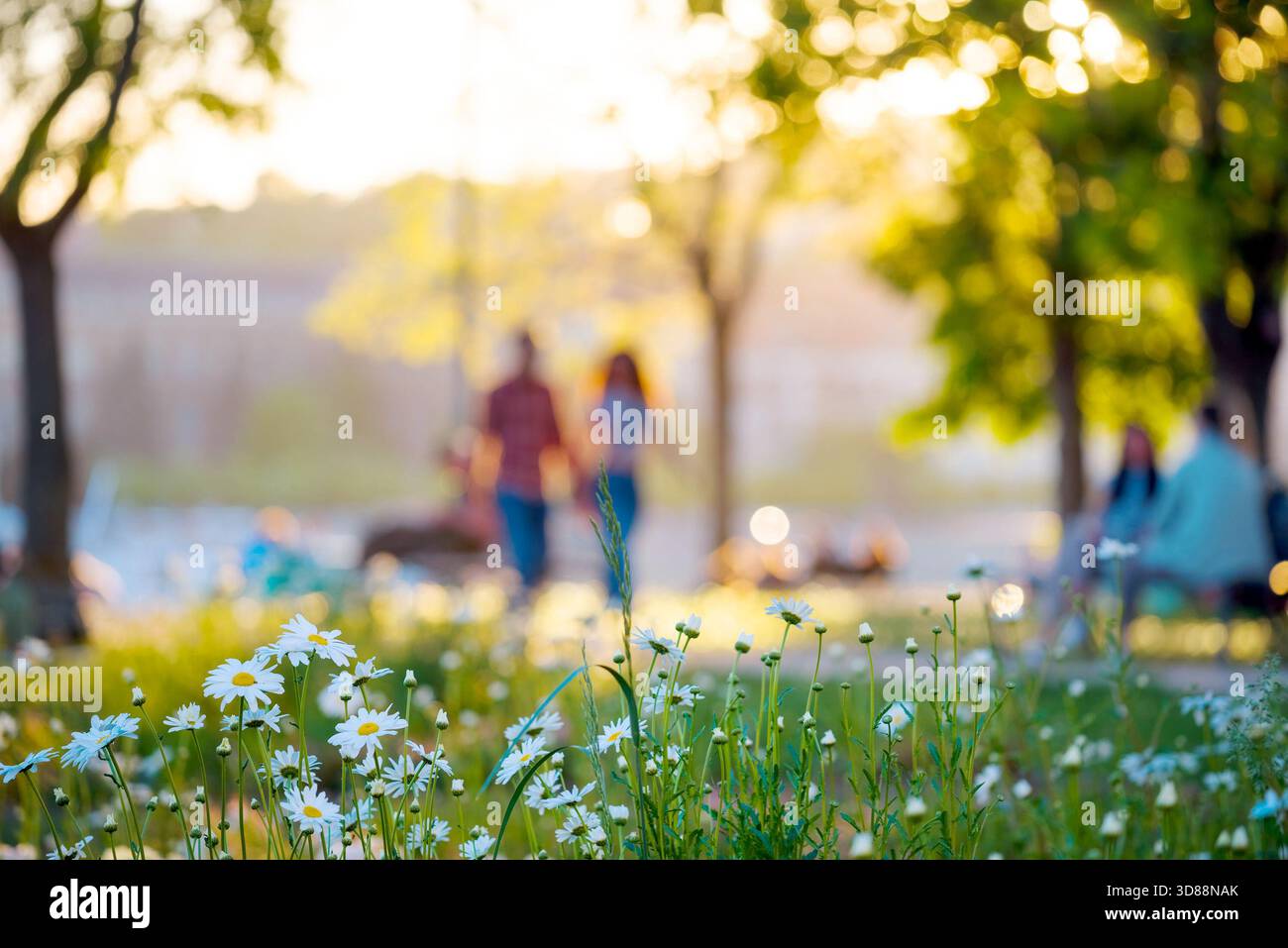 Camomilla che fiorisce contro persone defocalizzate sedute e che camminano nel parco Foto Stock