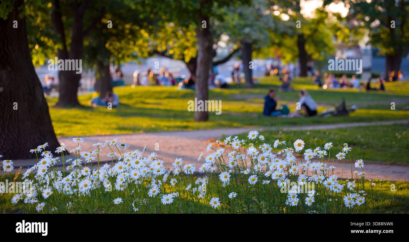 Fiori sul parco con gente rilassante Foto Stock