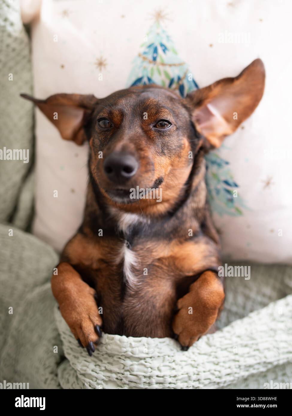 Il cane marrone con le orecchie grandi è avvolto in una morbida coperta su un cuscino decorativo, trasudando un senso di comfort e felicità in un ambiente caldo Foto Stock