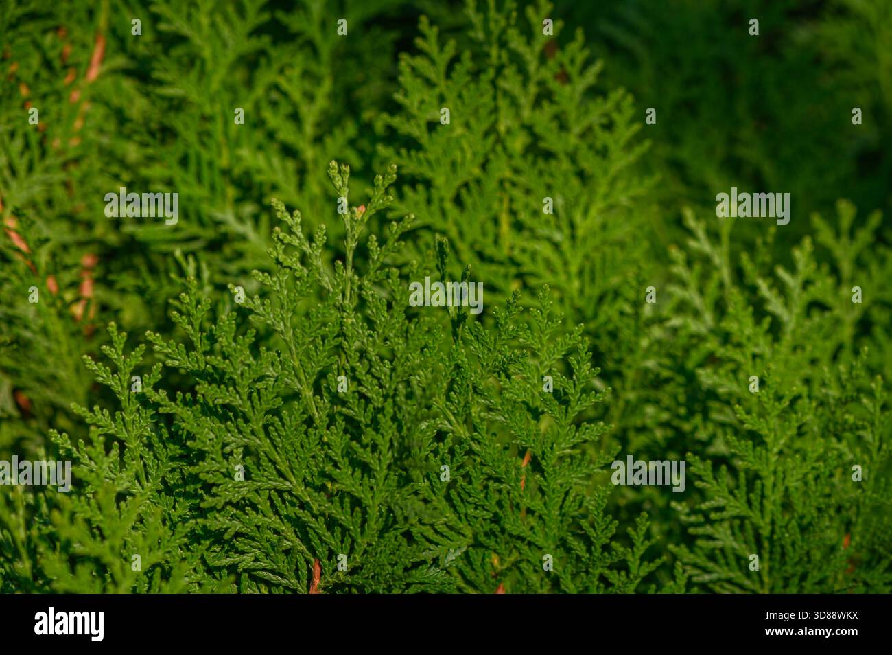 Thuja Occidentalis Twigs con motivo a ventaglio Foto Stock