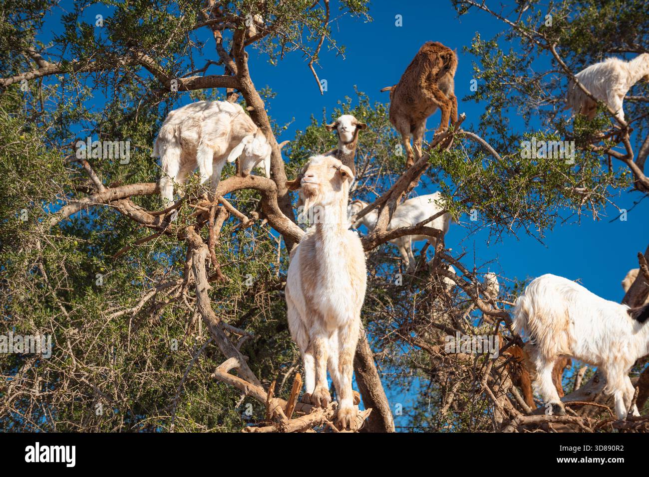 Capre che si arrampicano su alberi di argan in Marocco contro il cielo azzurro Foto Stock
