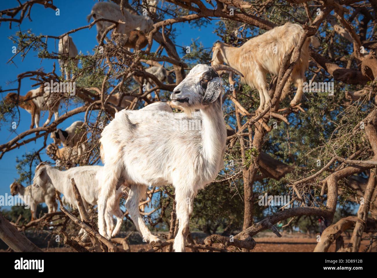 Capre che si arrampicano su alberi di argan in Marocco contro il cielo azzurro Foto Stock