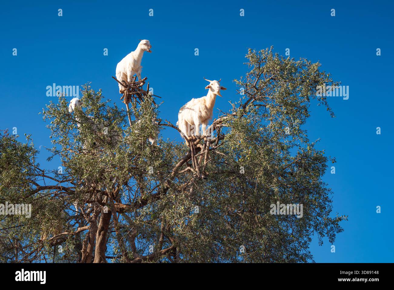 Capre che si arrampicano su alberi di argan in Marocco contro il cielo azzurro Foto Stock