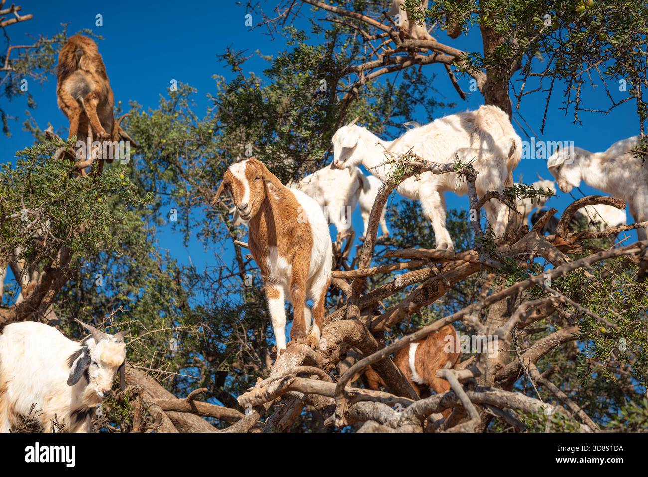 Capre che si arrampicano su alberi di argan in Marocco contro il cielo azzurro Foto Stock