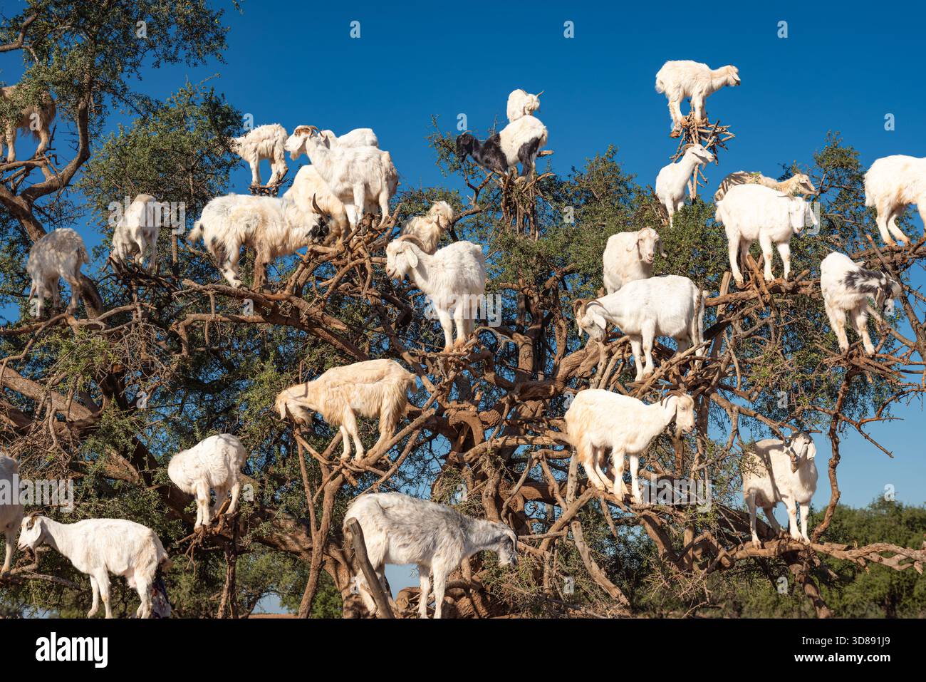 Capre che si arrampicano su alberi di argan in Marocco contro il cielo azzurro Foto Stock