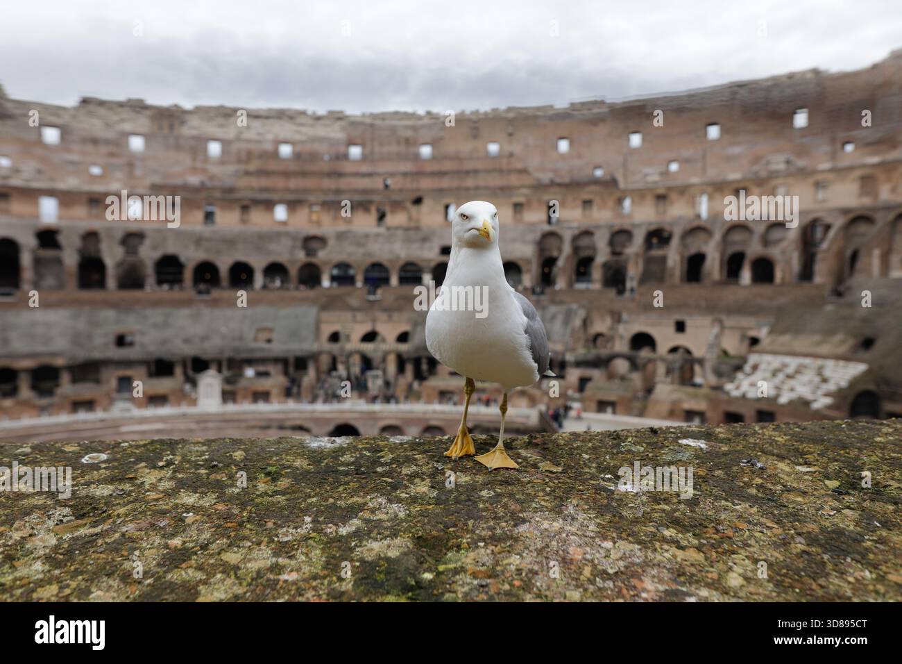 Roma, Italia - 10 gennaio 2024: Gabbiano sulle rovine dell'antico Colosseo di Roma Foto Stock
