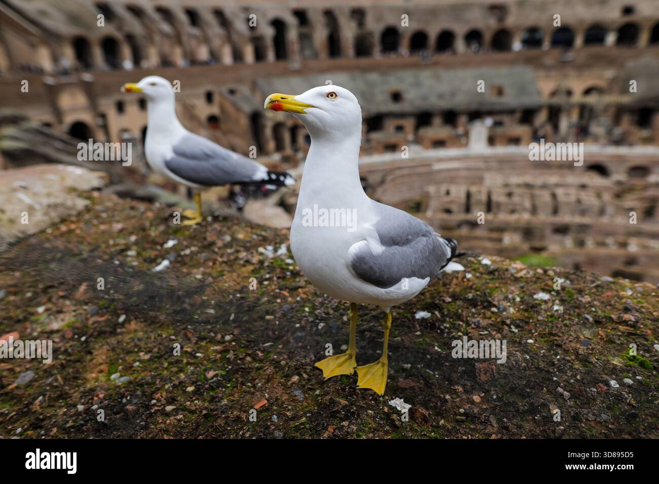 Roma, Italia - 10 gennaio 2024: Gabbiano sulle rovine dell'antico Colosseo di Roma Foto Stock