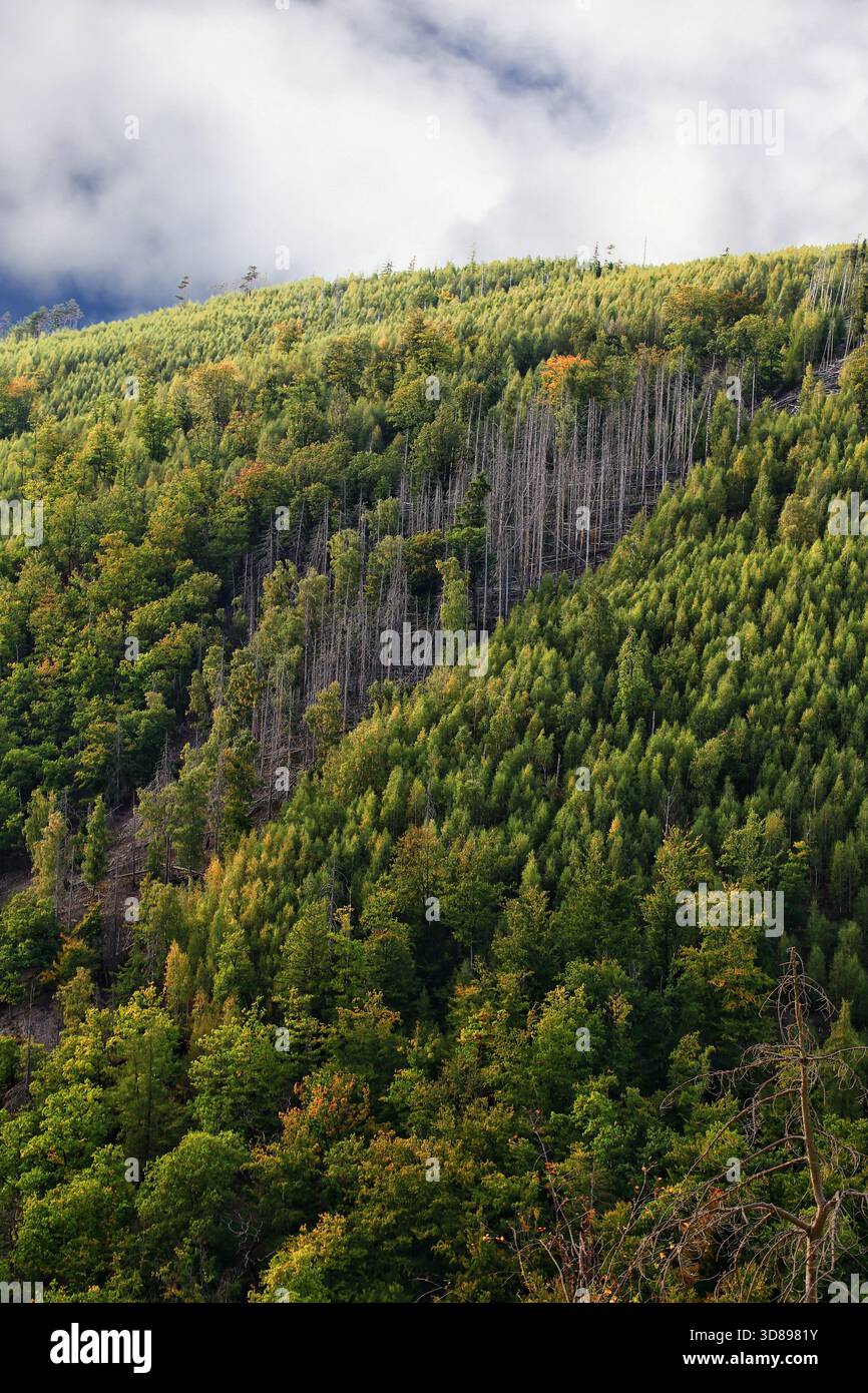 Colline della foresta che mostrano alberi vivi e morti sotto le nuvole nella regione montana di harz. Foto Stock