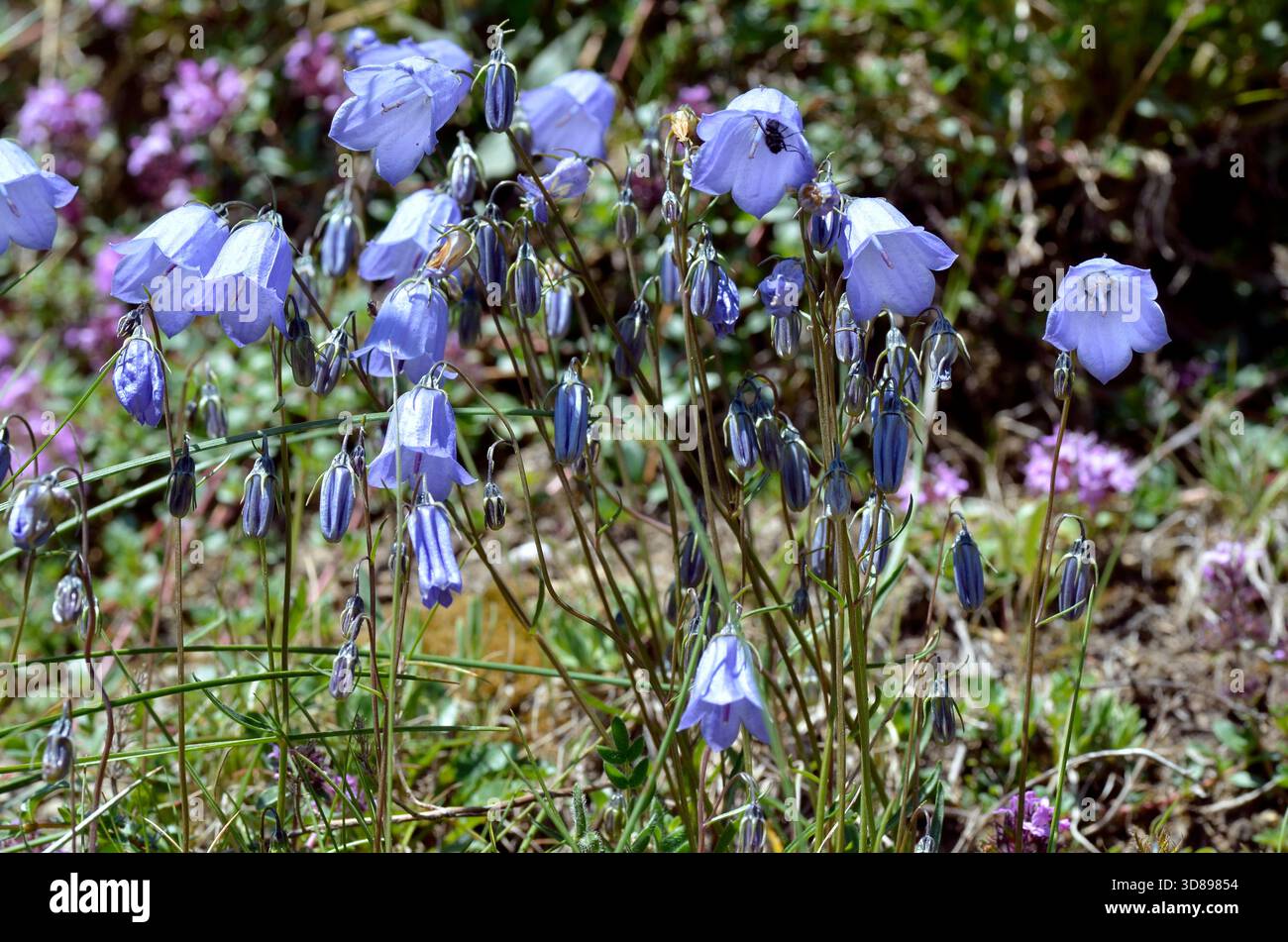 Campanulas (Campanula cochleariifolia anche Campanula cochlearifolia) nelle Alpi francesi a La Plagne Foto Stock