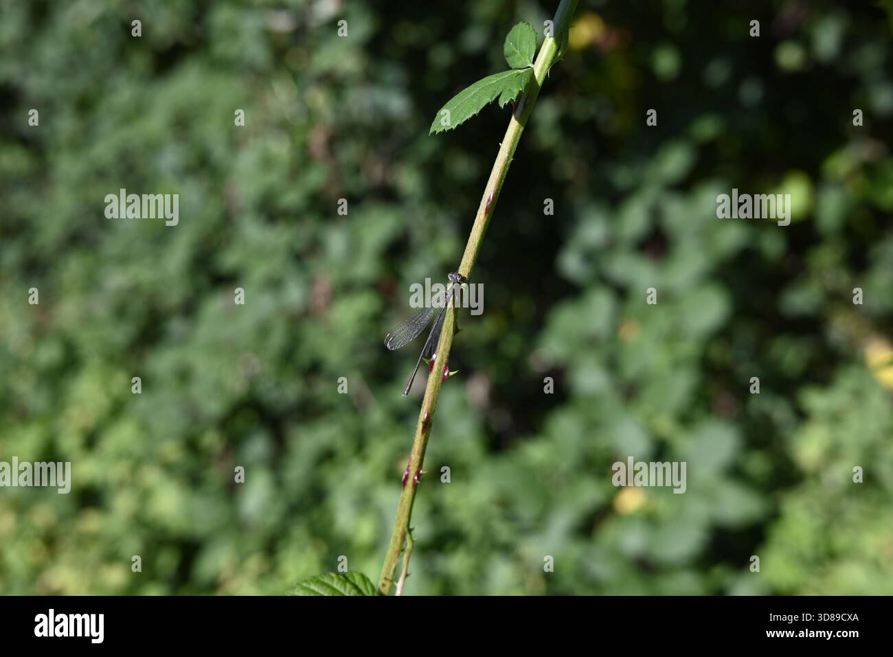 Dettaglio di Dragonfly seduto sullo scrub. Foto Stock