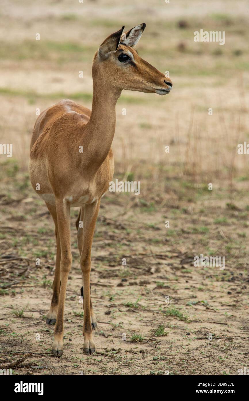 Una delicata Impala femmina in piedi ferma, orecchie puntellate, in praterie secche. Foto Stock