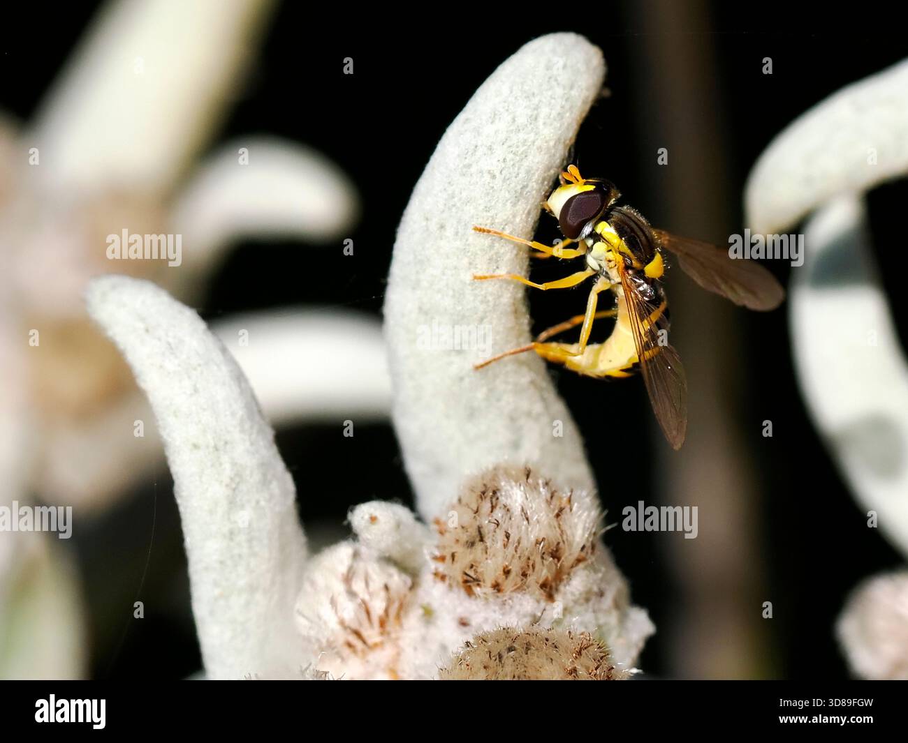 Macro a Long hoverfly (Sphaerophoria scripta) sulla stella alpina e vista dal profilo, è una specie di hoverfly appartenente alla famiglia Syrphidae Foto Stock