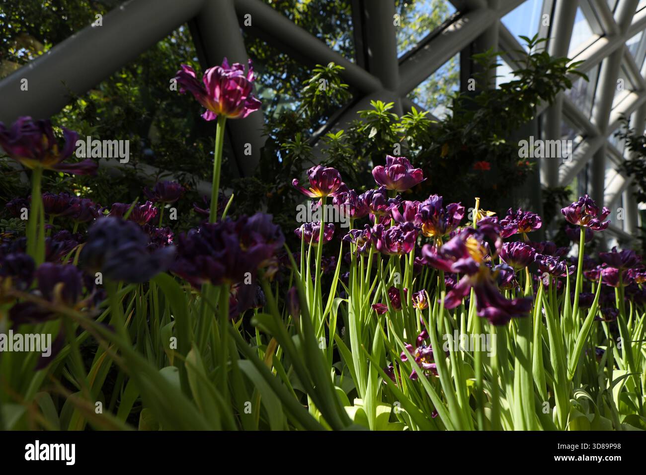 RAYONG, THAILANDIA 29 novembre 2025 - Vista suggestiva del miracolo della natura, la più grande fattoria di fiori invernali della Thailandia, situata nella SALA ESPOSITIVA DELLA FLORA presso il PTTLNG Plant Exhibition Building, Mappa Ta Phut, Mueang Rayong, Provincia di Rayong. (Foto di Teera Noisakran/Sipa USA) credito: SIPA USA/Alamy Live News Foto Stock