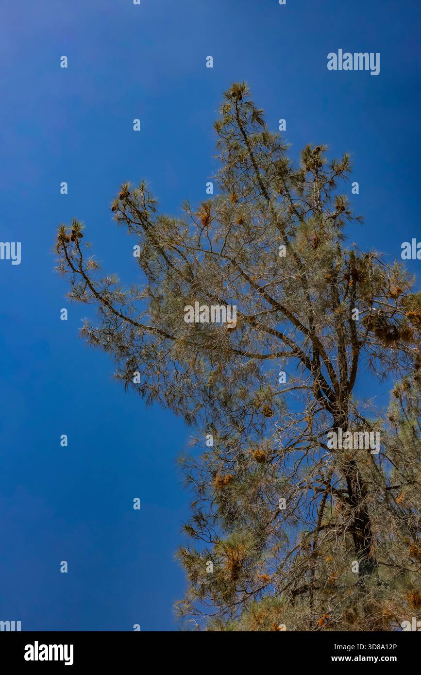 Gray Pine, Pinus sabiniana, a Hetch Hetchy nel Yosemite National Park, California, USA Foto Stock
