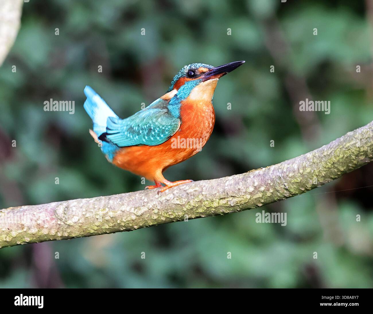 Un Common kingfisher (Alcedo atthis) a Pittville Park Cheltenham Foto Stock
