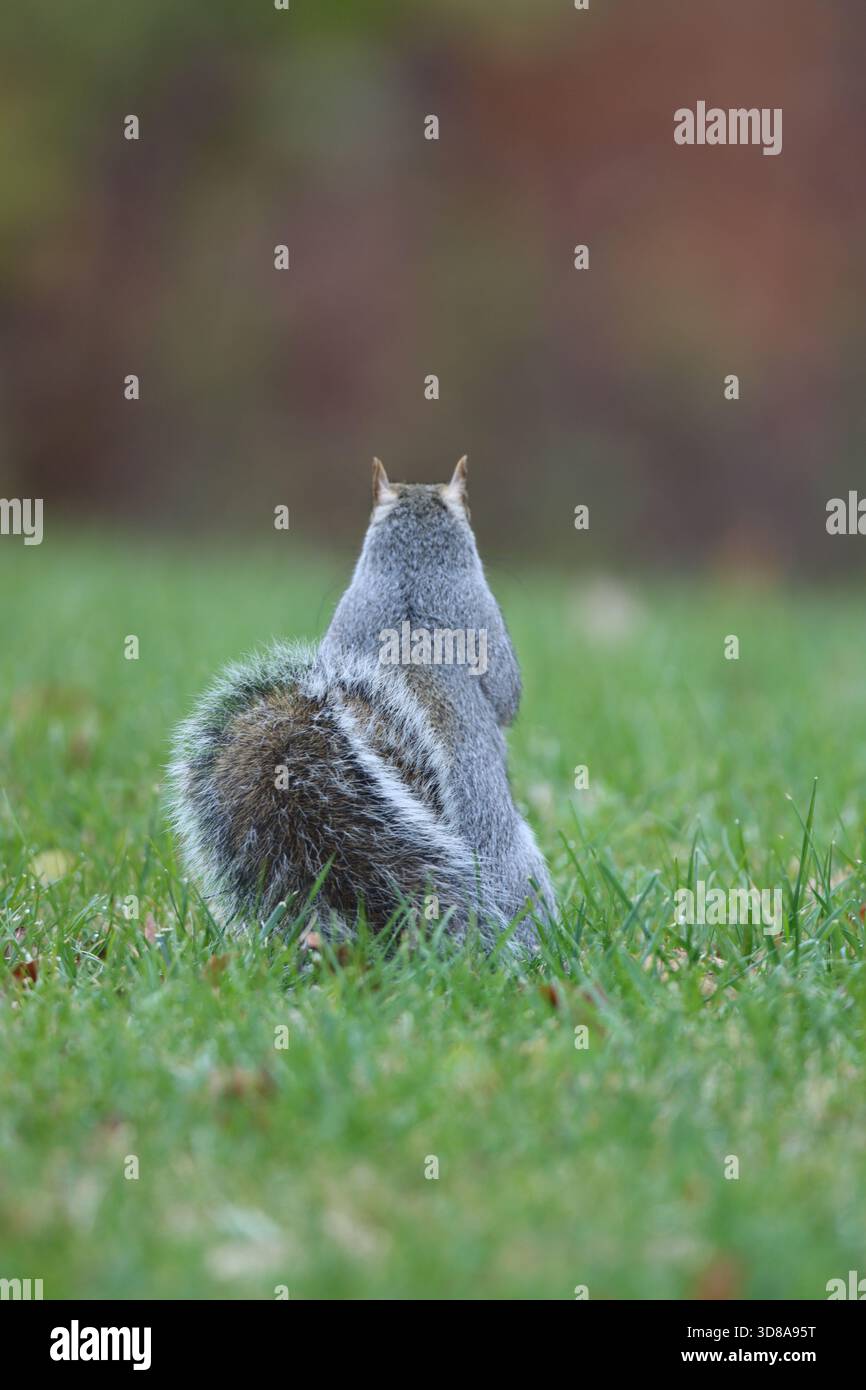 Uno scoiattolo seduto nell'erba che guarda lontano Foto Stock