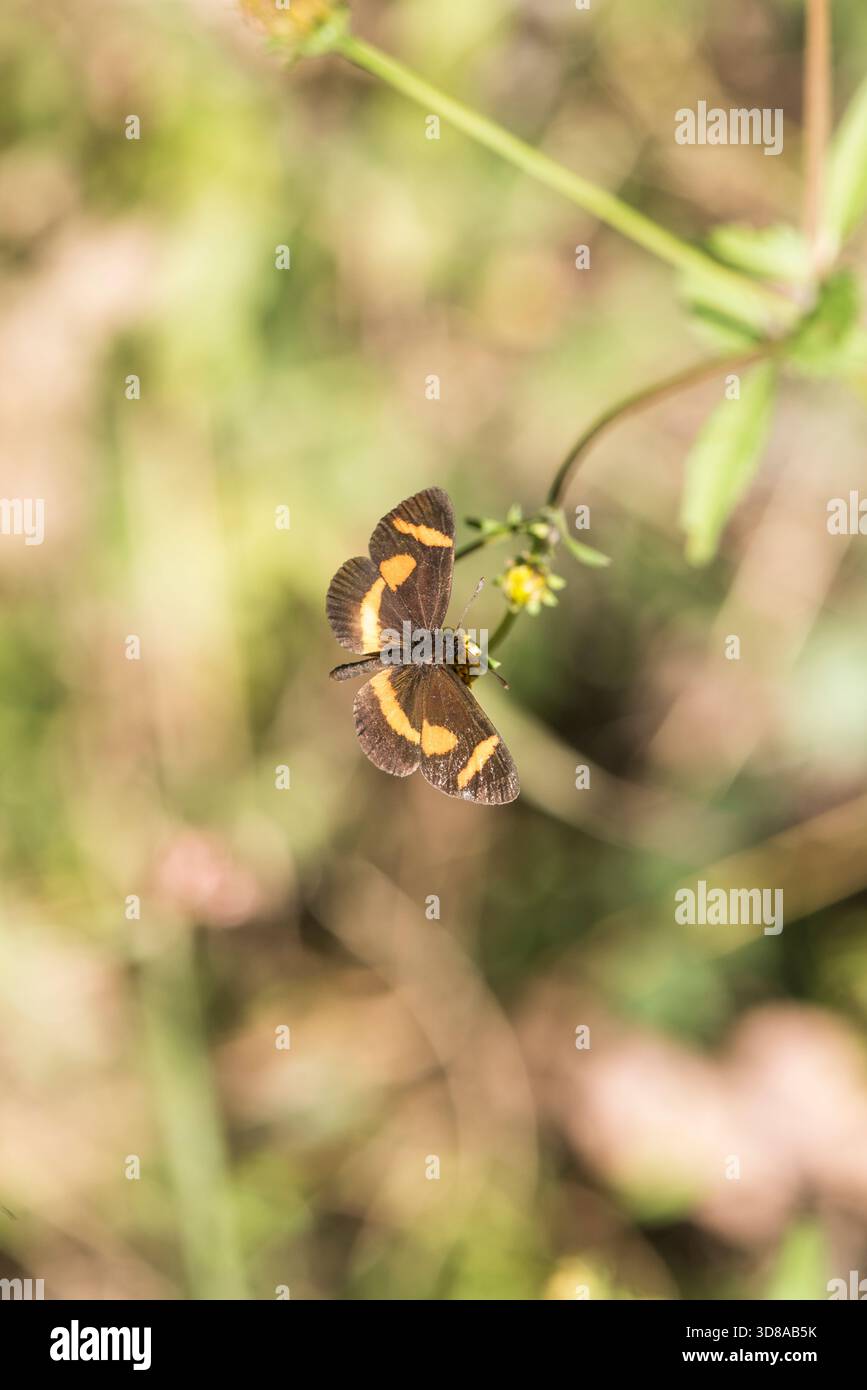 Foraging Elf (Microtia elva) nella Sierra Gorda, Messico Foto Stock