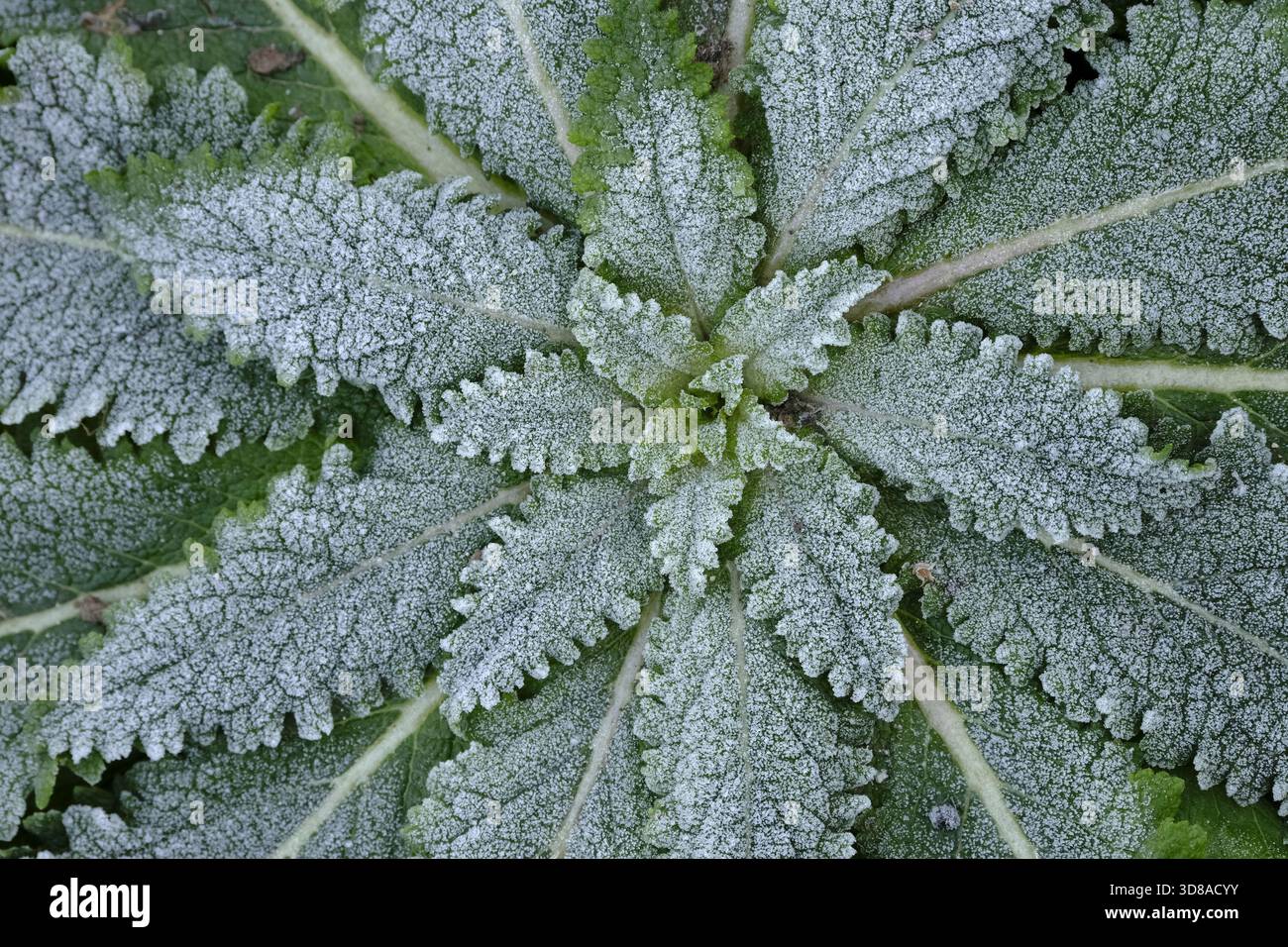 Vista dall'alto verso il basso di una rosetta basale di mulleina (Verbascum) ricoperta di gelo in una fredda mattina d'inverno, che mostra una trama e motivi intricati delle foglie Foto Stock