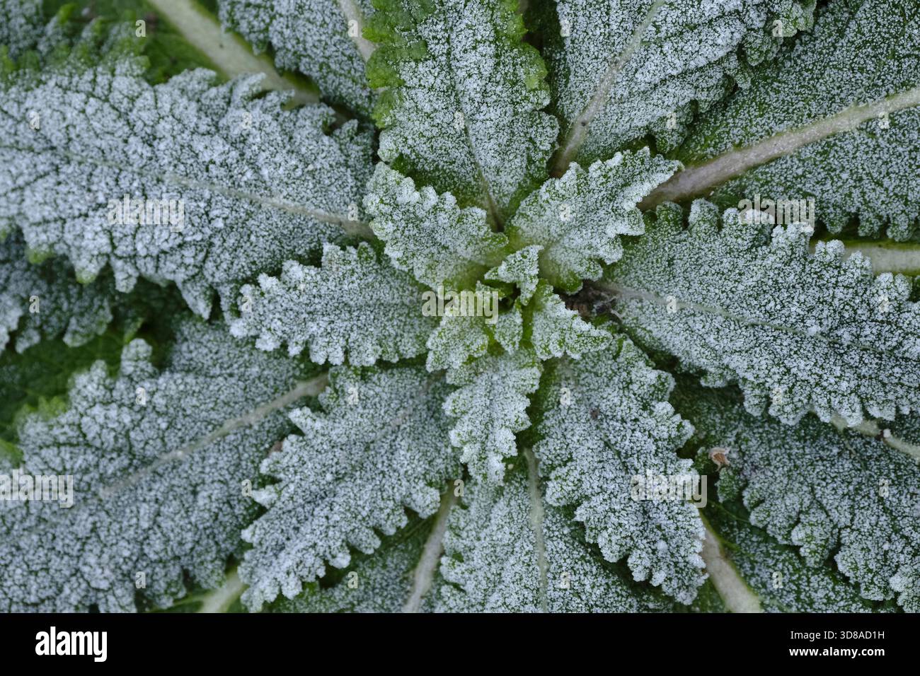 Vista dall'alto verso il basso di una rosetta basale di mulleina (Verbascum) ricoperta di gelo in una fredda mattina d'inverno, che mostra una trama e motivi intricati delle foglie Foto Stock