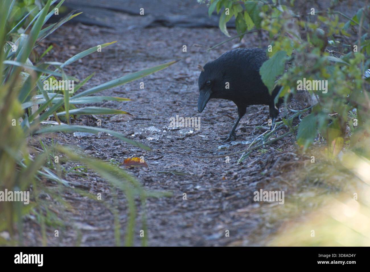 Corvo di Carrion che interagisce con pezzi di ghiaccio in una fredda mattina invernale lungo un sentiero in giardino. Foto Stock