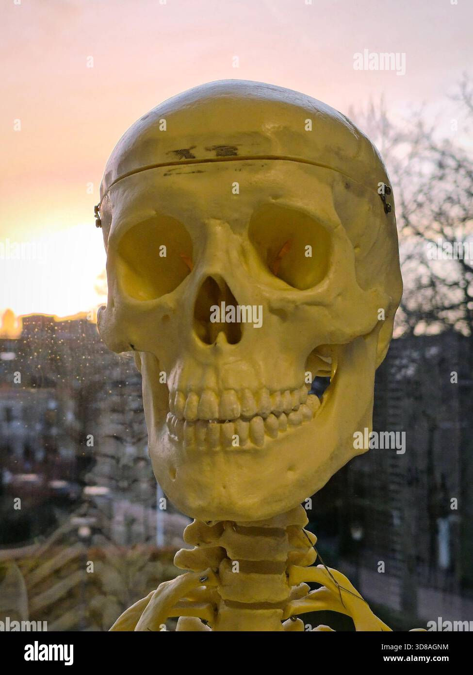 Cranio di un modello anatomico di scheletro Foto Stock