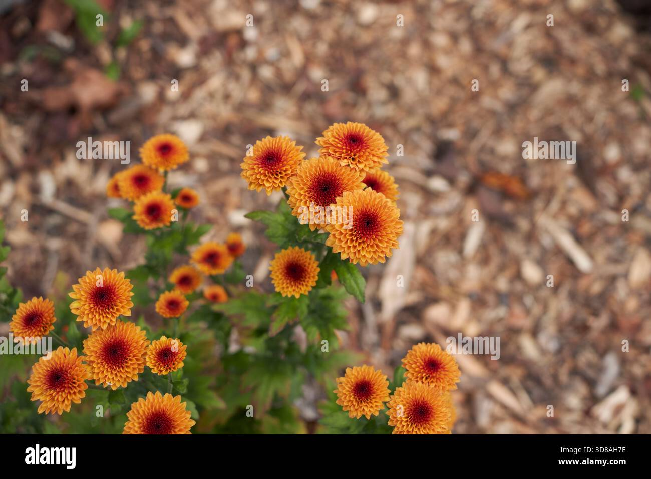 Primo piano dei fiori d'arancio del Chrysanthemum morifolium Foto Stock