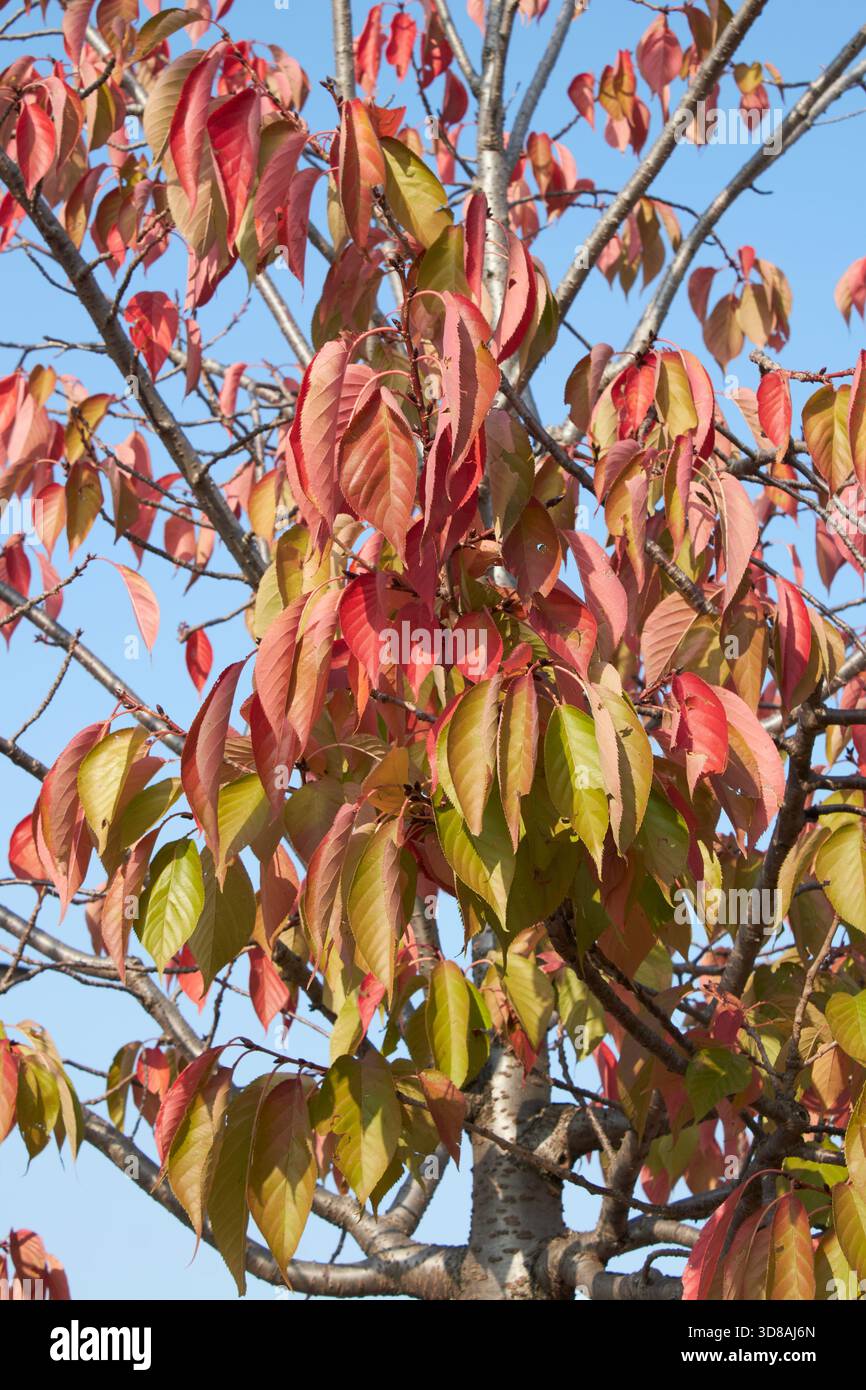 Prunus serrulata fogliame colorato in autunno Foto Stock