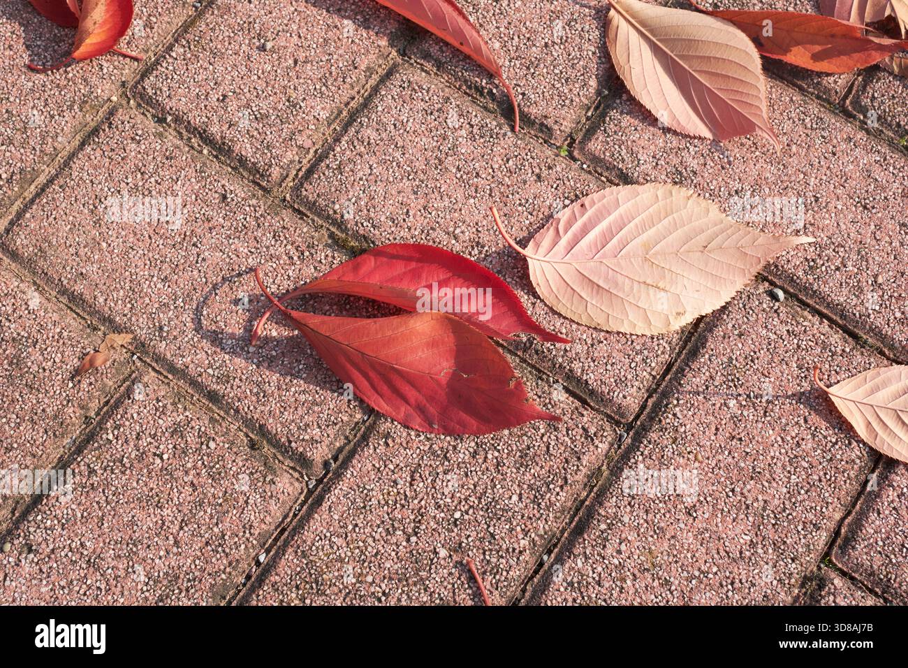 Prunus serrulata fogliame colorato in autunno Foto Stock
