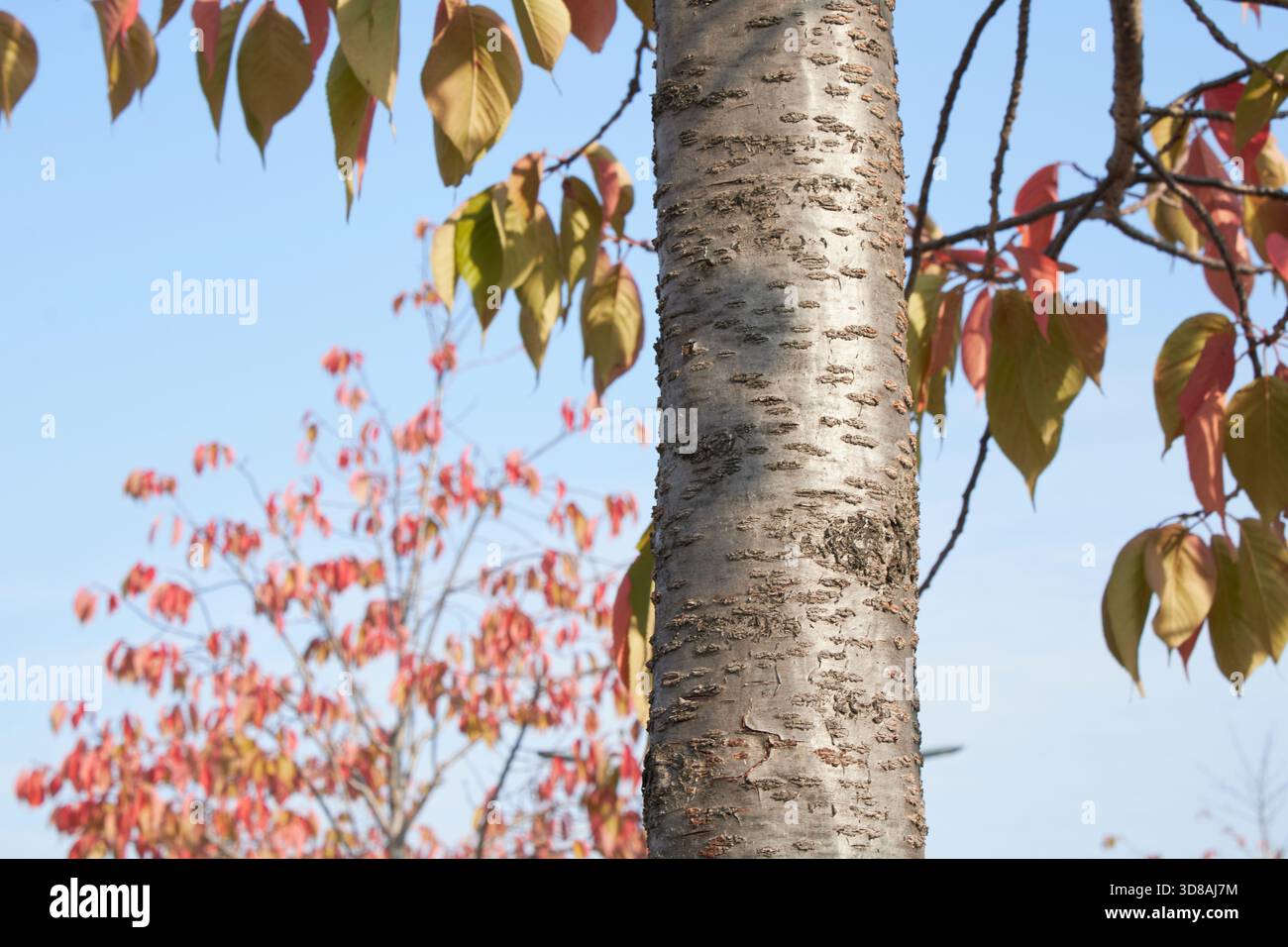 Prunus serrulata fogliame colorato in autunno Foto Stock
