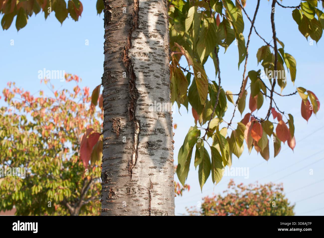Prunus serrulata fogliame colorato in autunno Foto Stock