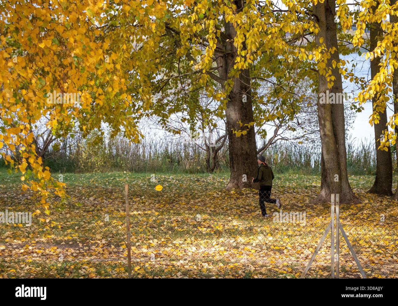 Percorso a piedi nel parco coperto da foglie autunnali colorate. Persona che fa jogging Foto Stock