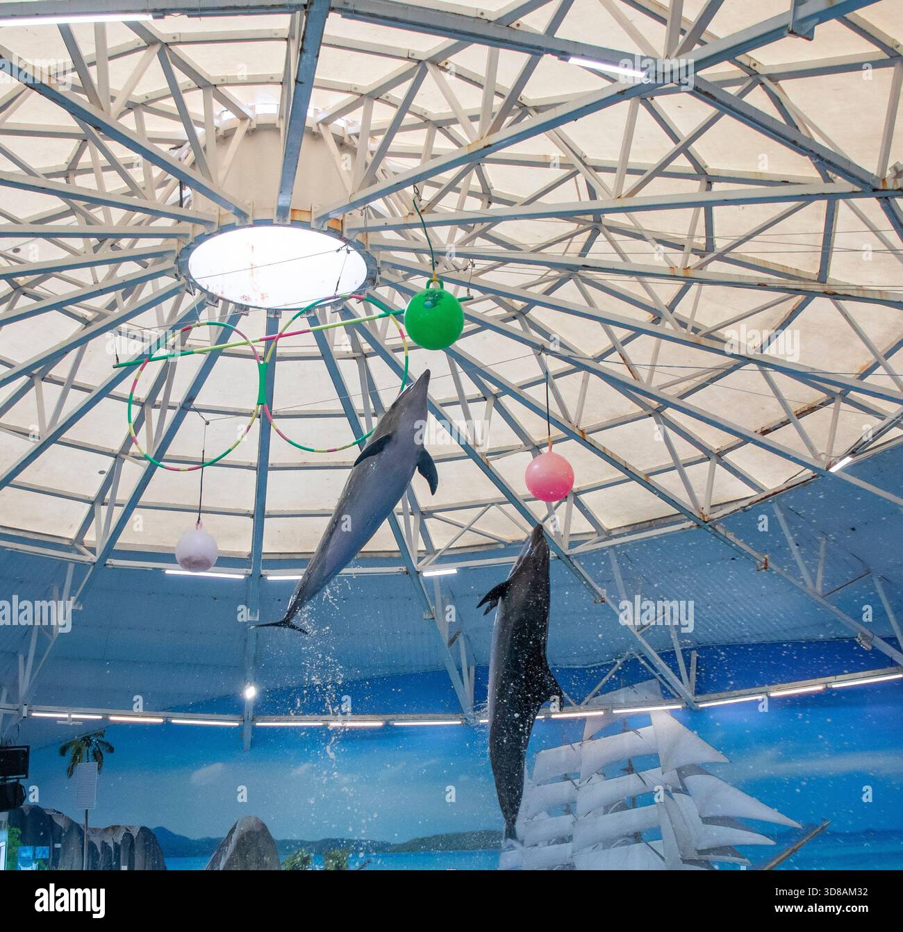 Delfini che intrattenono i visitatori nel delfinario Foto Stock