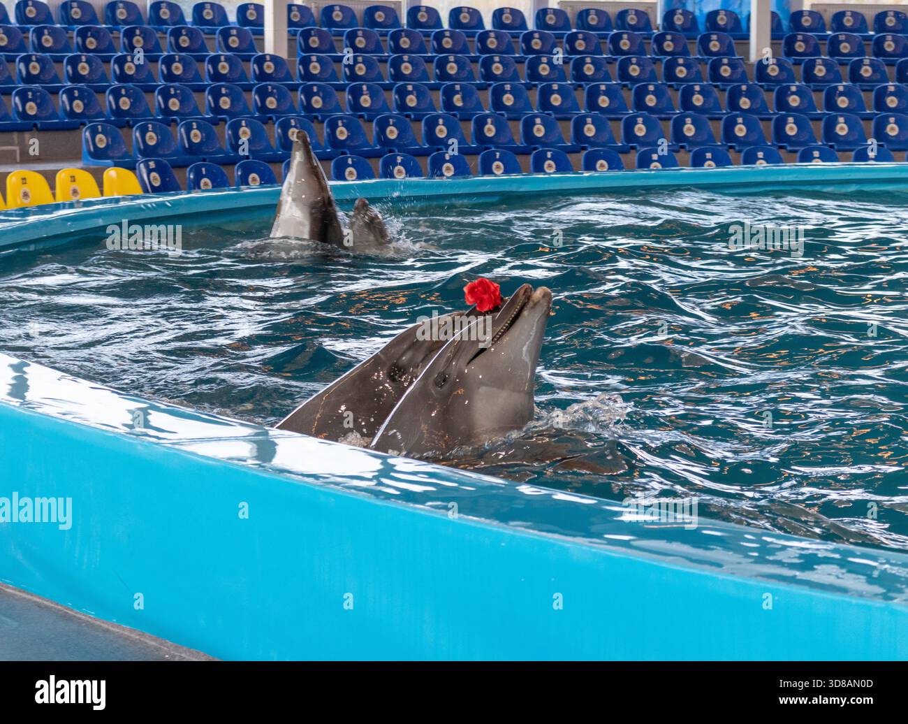 Delfini che intrattenono i visitatori nel delfinario Foto Stock