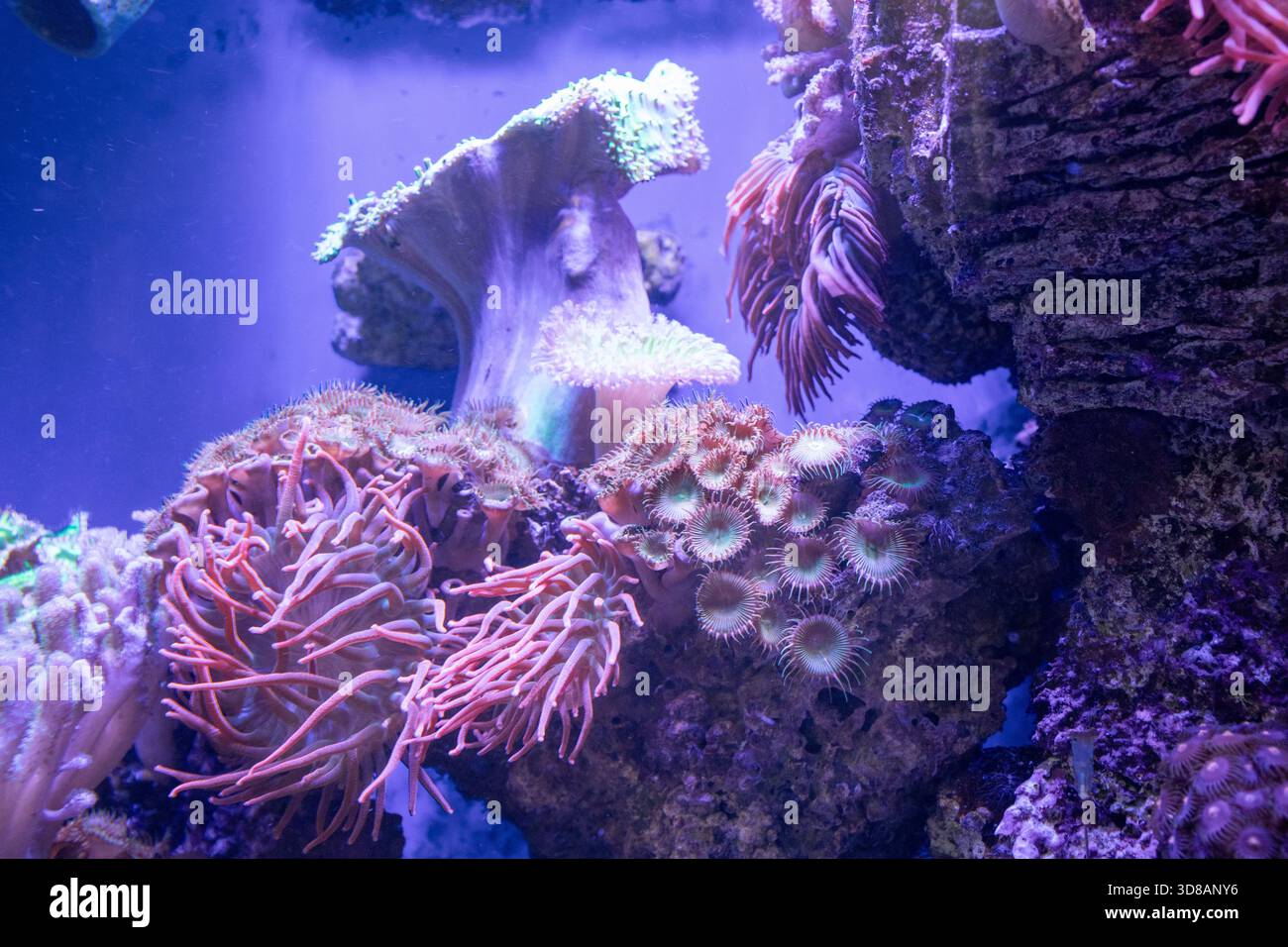 Acquario marino con diversi coralli Foto Stock