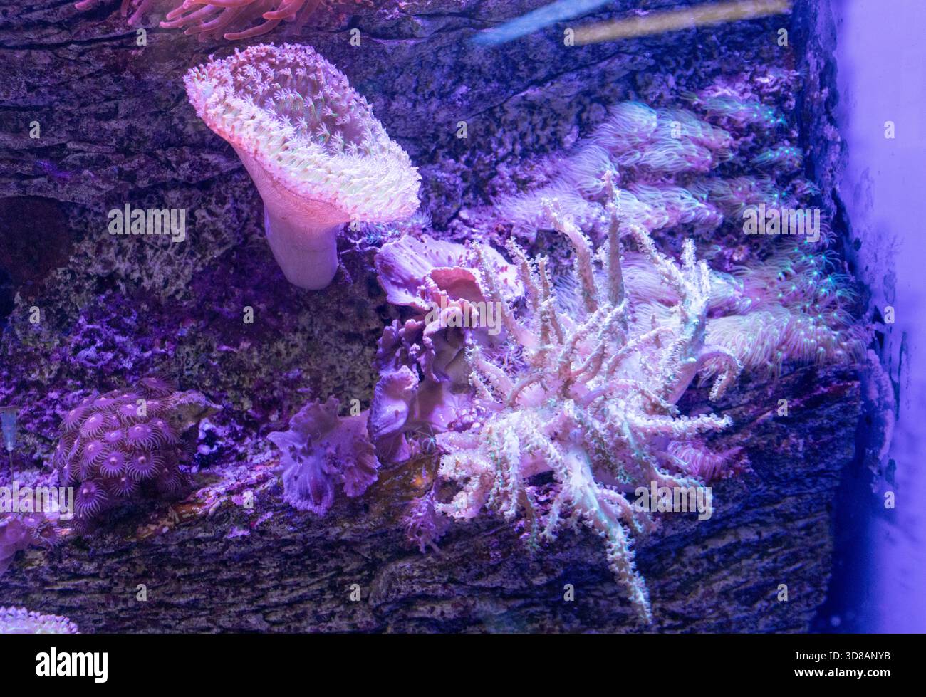 Acquario marino con diversi coralli Foto Stock