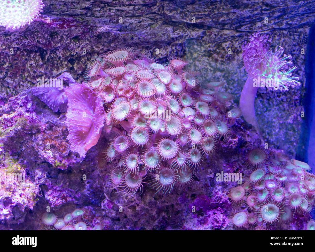 Acquario marino con diversi coralli Foto Stock