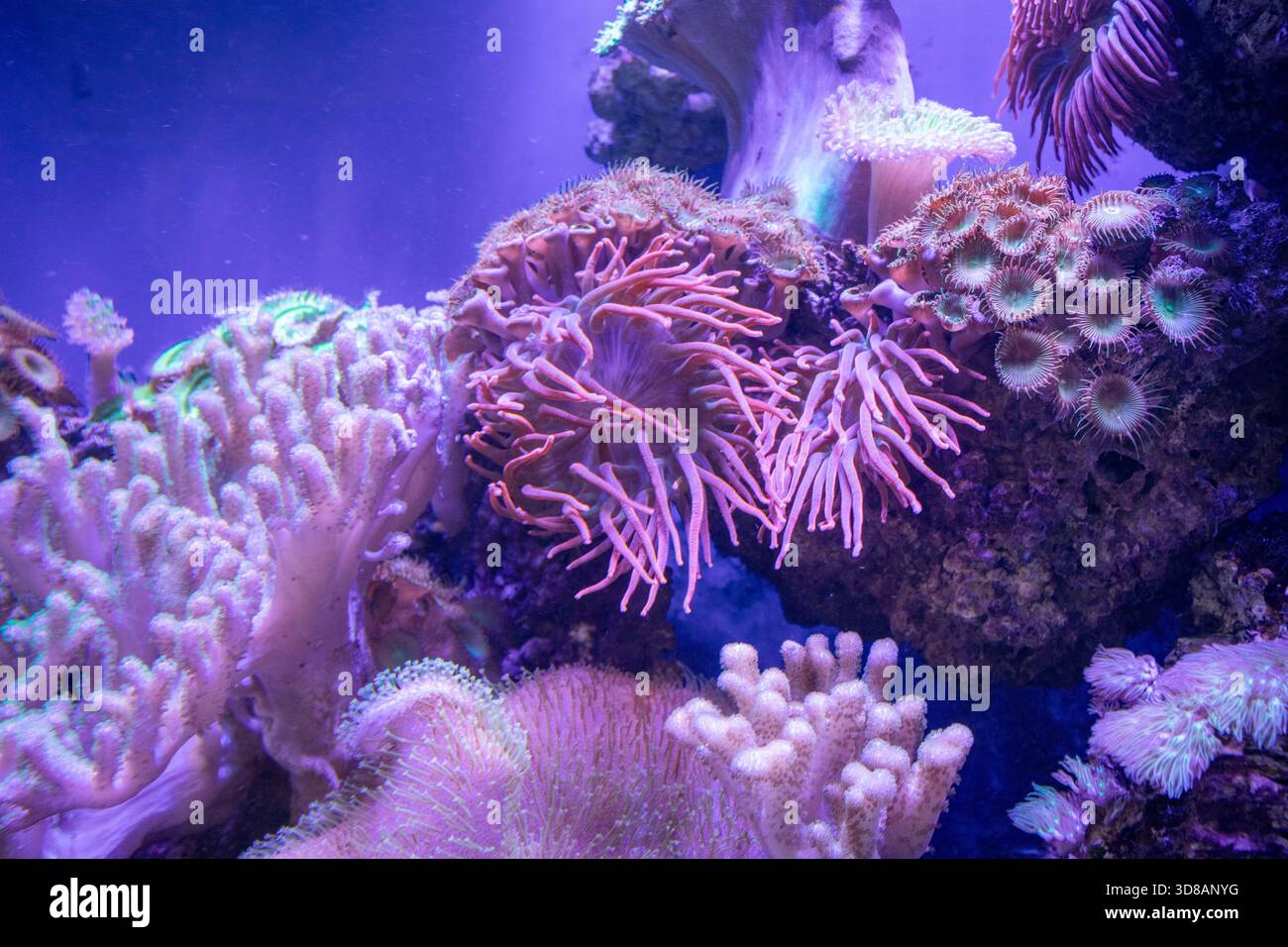 Acquario marino con diversi coralli Foto Stock