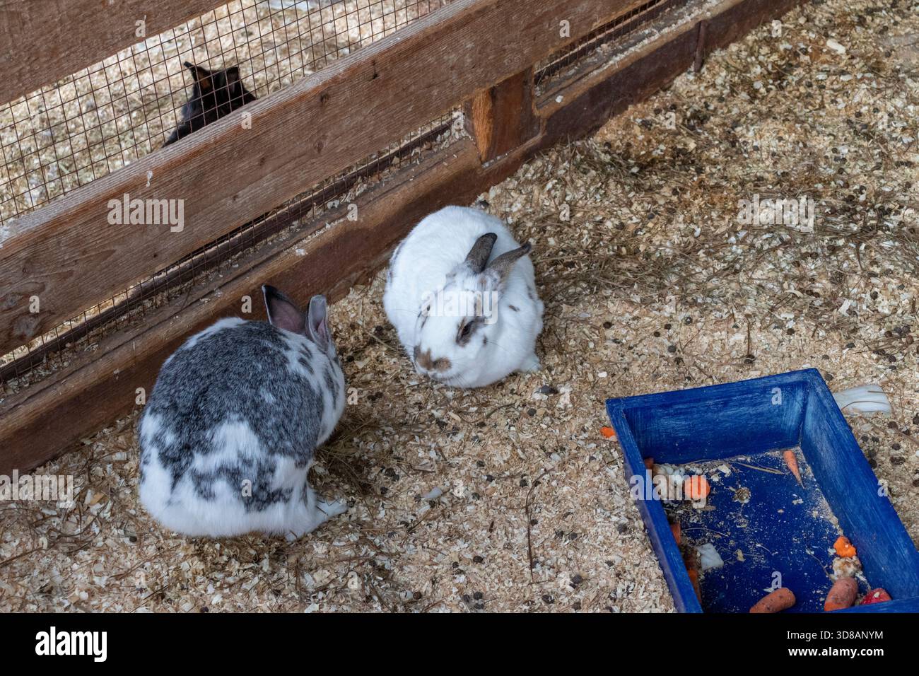 Un colpo di coniglio in una gabbia Foto Stock