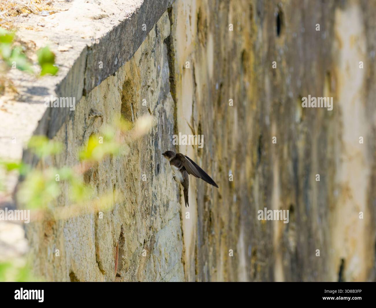 Sand Martin (Riparia riparia) che torna al nido Foto Stock