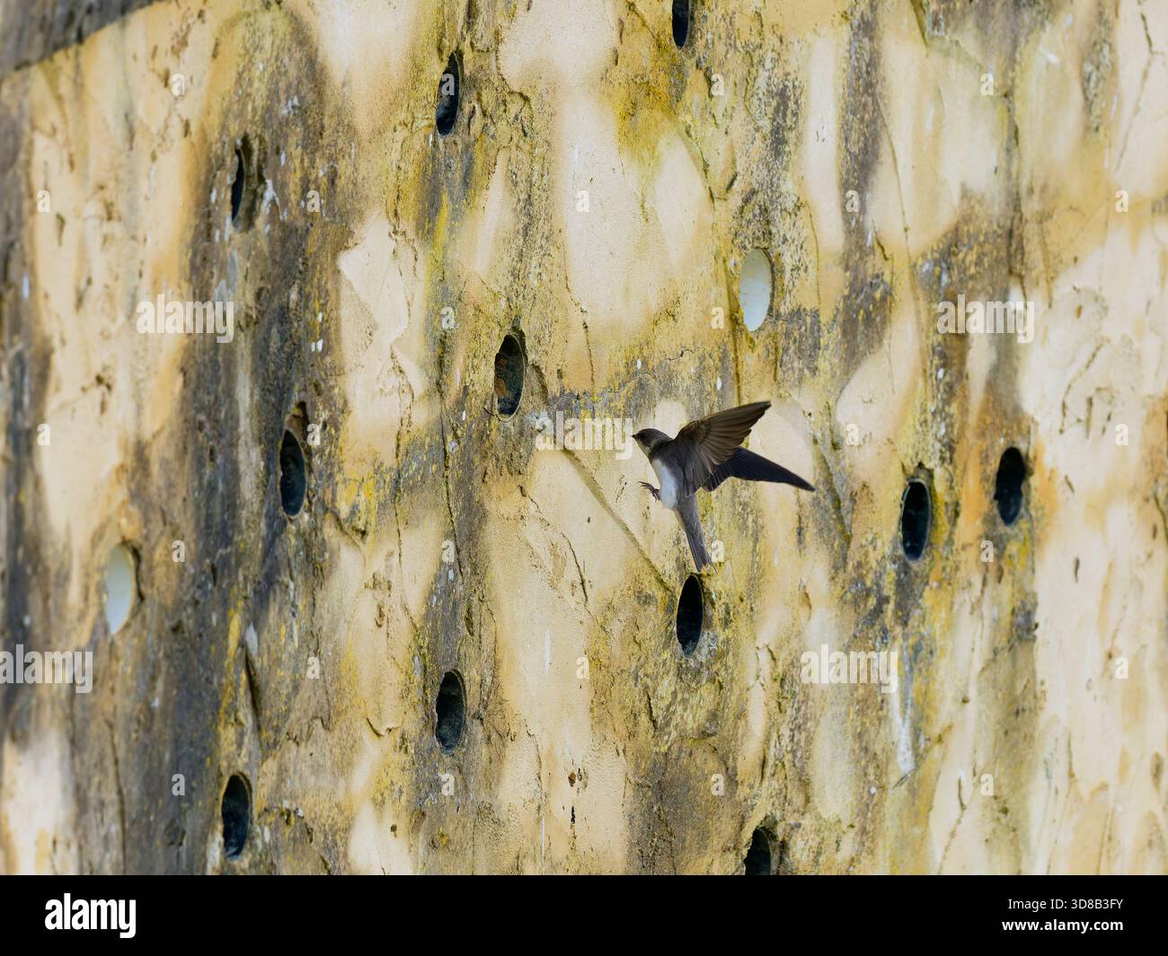 Sand Martin (Riparia riparia) che torna al nido Foto Stock