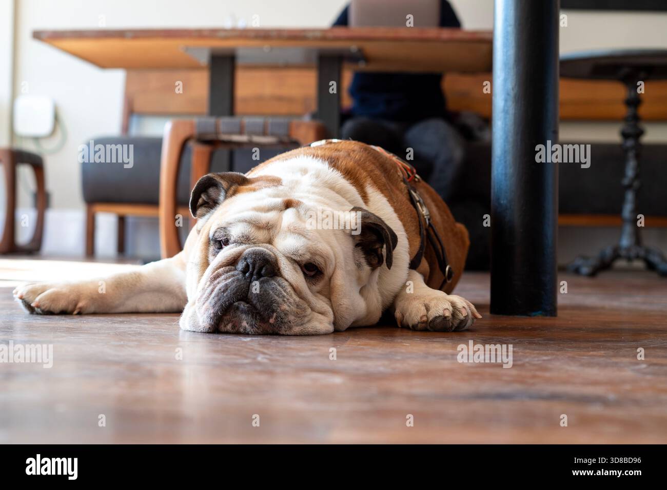Il bulldog inglese e' crollato sul pavimento, riposando Foto Stock